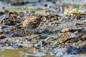 A song sparrow, Melospiza melodia, foraging at a wetland in Culver, Indiana