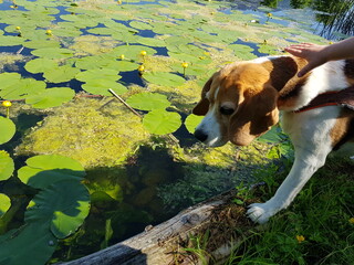 Ein Beagle an einem See