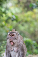 portrait of a macaque