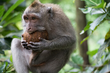 macaque eating coconut
