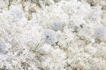 white color many Gypso flower background decoration for wedding lover