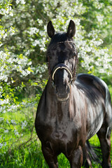 portrait of beautiful black  stallion posing  around  spring blossom apple  trees.