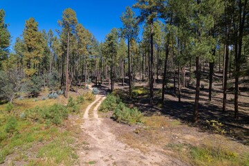 Fototapeta na wymiar Narrow dirt path between tall green trees in Apache Sitgreaves national forest in Arizona
