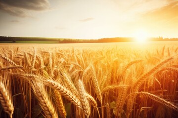 Wheat field with golden ears up close. lovely country backdrop in the sun with a beautiful sky below. Generative AI
