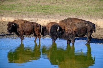 Fototapeta premium A look at a bison in the middle of Germany