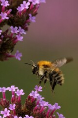 Vertical closeup of Common Carder Bumblebee flying towards the delicate Verbena bonariensis flowers