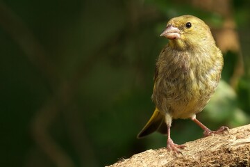 Closeup of a European greenfinch, Chloris chloris perched on a branch against a blurred background