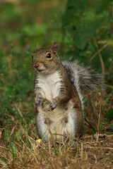 Vertical closeup of an adorable Eastern grey squirrel standing in a woodland