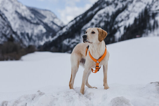 Portrait von Junghund im Schnee in &ouml;sterreichischer Gebirgslandschaft, Hund steht mit Brustgeschirr 