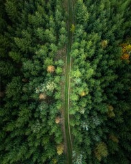 Aerial view of long narrow green road in the middle of lush green dense forest