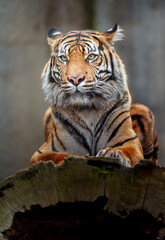 Sumatran tiger
