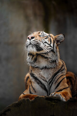 Sumatran tiger