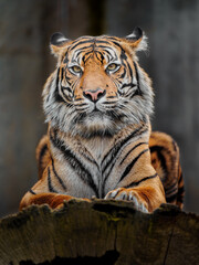 Sumatran tiger