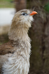 Red legged Seriema
