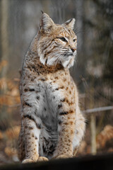 Bobcat