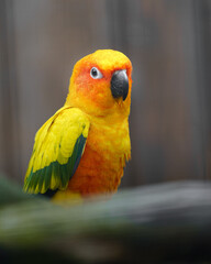 Sun parakeet