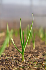 Sprouts of garlic grow on a garden bed in the spring season. Growing organic plants and vegetables. Young garlic plant.