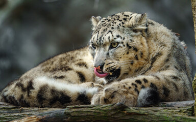 Snow leopard