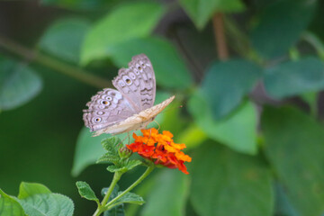A view of the Junonia atlites butterfly, the Junonia atlites butterfly is from the leaves to the flowers in macro mode, Indonesia