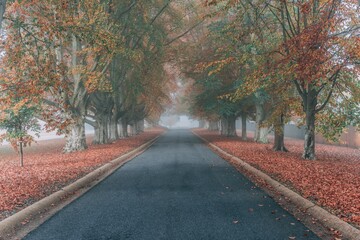 Aerial view of road surrounded by autumn trees