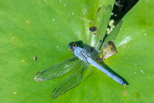 Erythemis simplicicollis, the eastern pondhawk, also known as the common pondhawk sits in a garden on a green branch in Canada