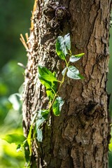 Vertical shot of a tree surrounded by green leaves on a sunny day