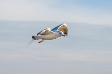 Fototapeta na wymiar Beautiful shot of a seagull in flight on blur background