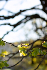 Watercolor, abstract spring landscape. Bright sunny day in the spring park, young leaves out of focus against the background of sun glare.