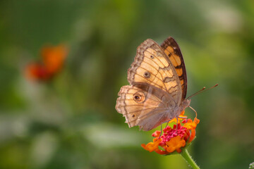 The view of the Peacock Pansy butterfly, the Peacock Pansy butterfly is on the leaves to the flowers in macro mode, Indonesia