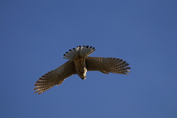 Kestrel hunting