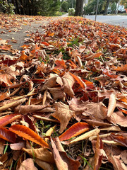 Dry oak leaves and maple yellow leaves on street. Autumn season city landscape