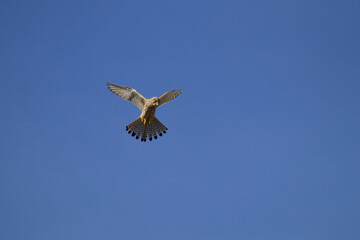 kestrel in flight