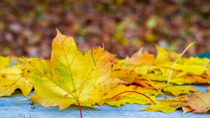 Yellow autumn colored leaves background