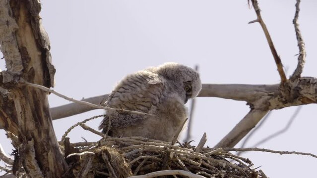 Baby owl discovering its foot while in the nest and stretching its wings high in a tree.