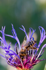 funny bee searching for food with hanging upside down in a cornflower