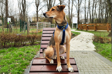 Funny dog ​​sits on bench in park. City pets. Skinny brown-grey mixed breed dog ​​ is resting and looking to the left on wooden deck chair in park. Dog lifestyle. - obrazy, fototapety, plakaty