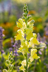 beautiful flower bed in the garden with clustertop vervain in the foreground
