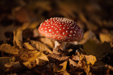 Red fly agaric mushroom in autumn forest among yellow leaves