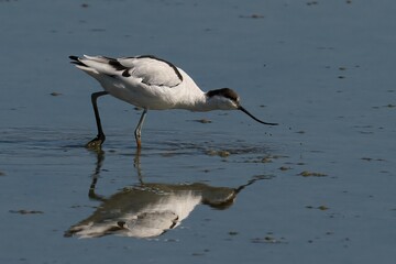 Close-up shot of a pied avocet looking for food on the shore of lagoon in spring