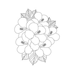 Hibiscus Flower Coloring page For Adults
