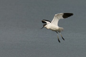 Close-up shot of a pied avocet flying over the lagoon in spring