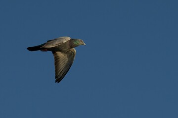 Close-up shot of a feral pigeon flying in the clear blue sky