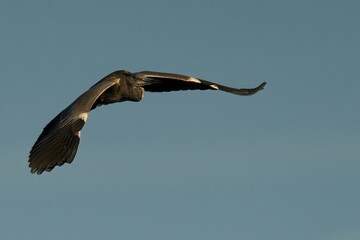 Close-up shot of a Grey Heron flying in the sky with wings wide open in autumn