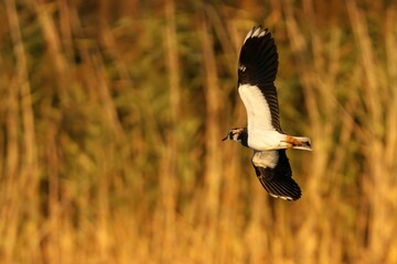 Close-up shot of a Northern lapwing flying over the lake with wings wide open in autumn