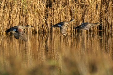 Selective focus shot of three gadwalls flying over the lake with wings wide open in autumn