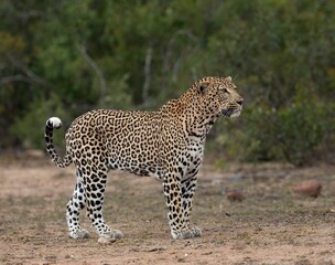 Stunningly beautiful large male leopard on the prowl in the Kruger national park
