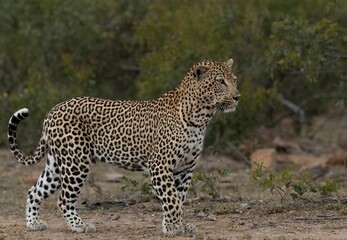 Fototapeta na wymiar Stunningly beautiful large male leopard on the prowl in the Kruger national park