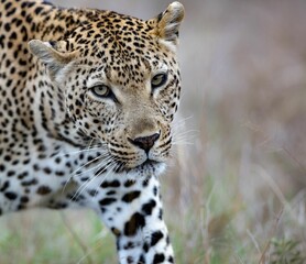 Closeup of a beautiful leopard in the Kruger national park