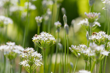 white blossoms of garlic chives in the green field