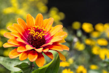 colorful zinnia in orange and red in a flower bed in the park